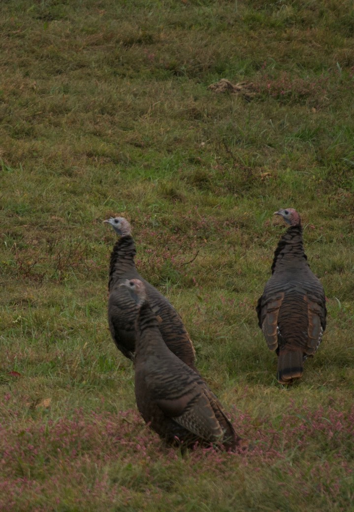 Wild Turkey, Shiloh National Battlefield 2