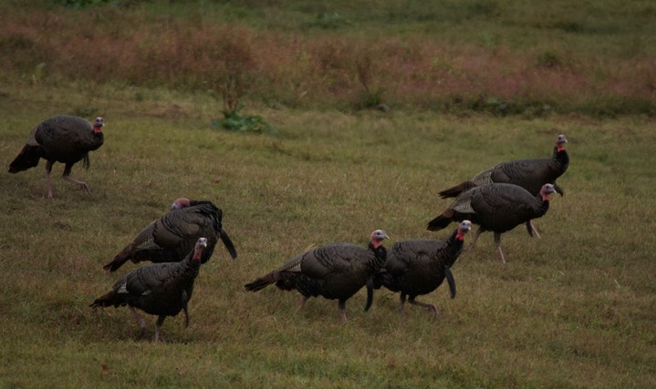 Wild Turkey, Shiloh National Battlefield 5