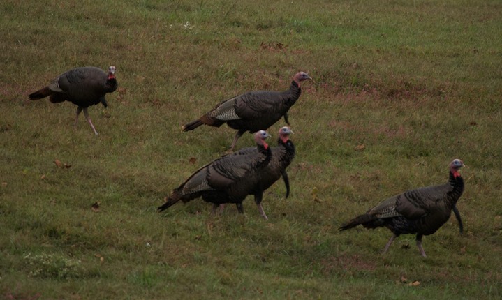 Wild Turkey, Shiloh National Battlefield 3