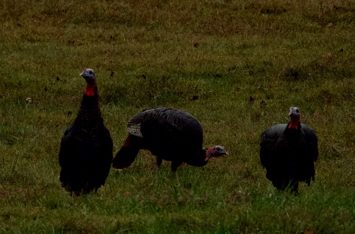 Wild Turkey, Shiloh National Battlefield 4