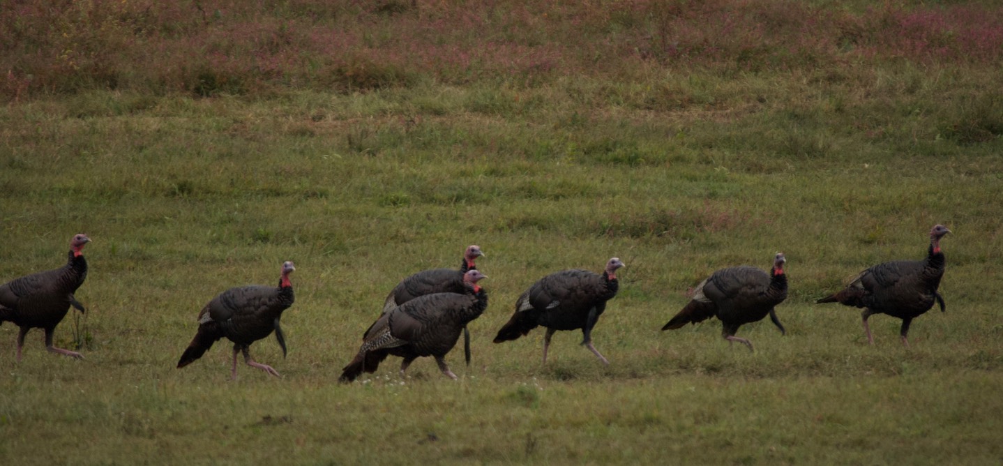 Wild Turkey, Shiloh National Battlefield 1