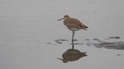 Willet (Baja) 2