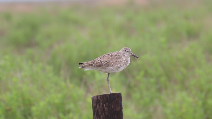 Willet (Texas) 1