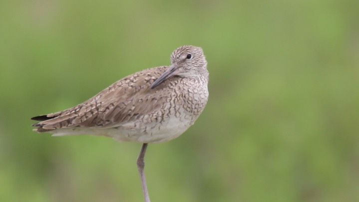 Willet (Texas) 3