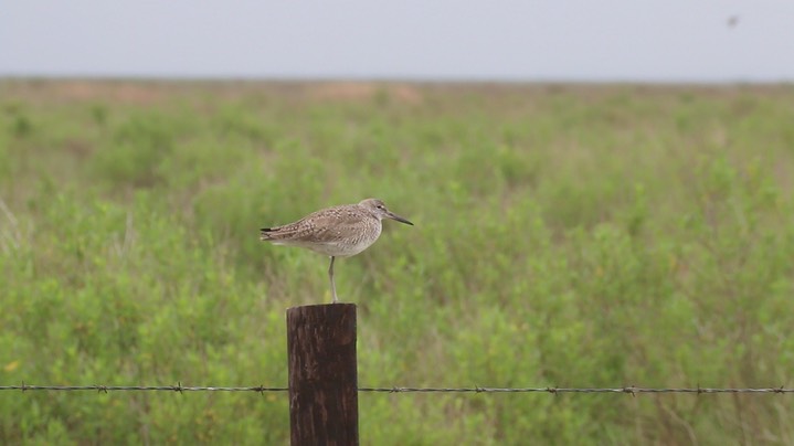 Willet (Texas) 4