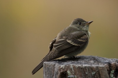 Willow Flycatcher, Great Smokey Mts. NP, TN6