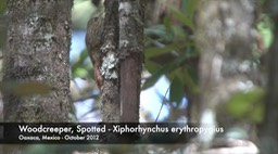 Woodcreeper, Spotted