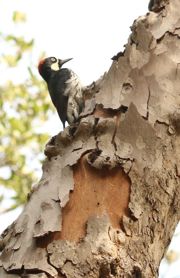 Woodpecker, Acorn   Melanerpes formicivorus (1)