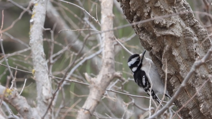 Woodpecker, Downy Kansas 2022 3