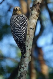 Woodpecker, Golden-cheeked - Melanerpes chrysogenys - Rancho Primavera, El Tuito, Jalisco, Mexico1