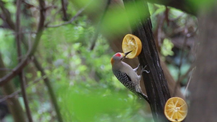 Woodpecker, Golden-fronted (Texas) 1