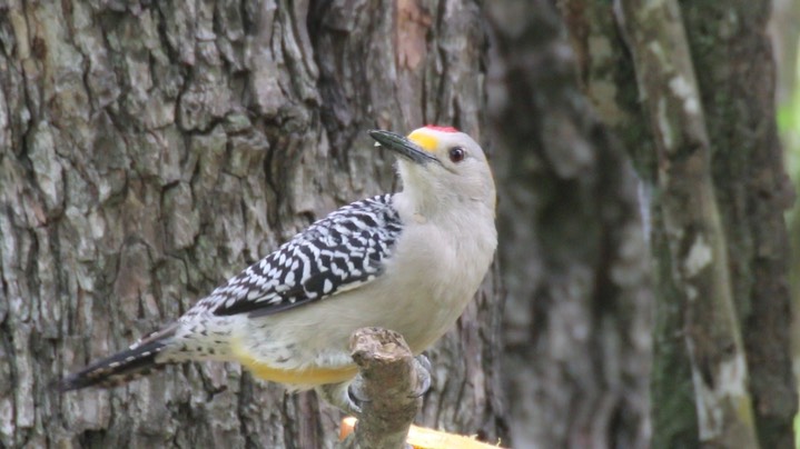 Woodpecker, Golden-fronted