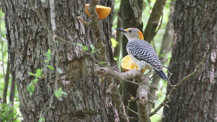 Woodpecker, Golden-fronted (Texas)