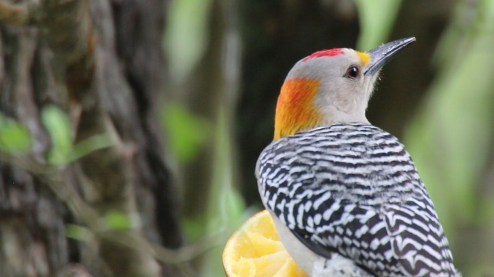 Woodpecker, Golden-fronted (Texas) 2