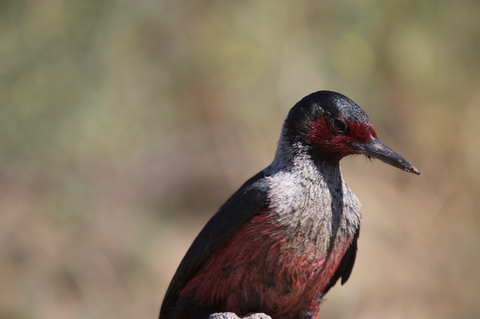 Woodpecker, Lewis's 1