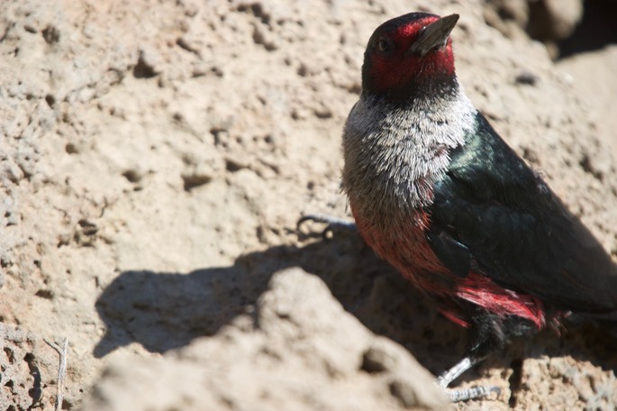 Woodpecker, Lewis's 2