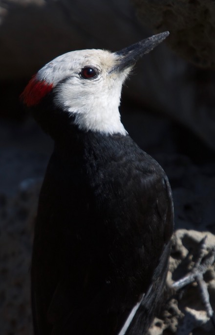 Woodpecker, White-headed 1