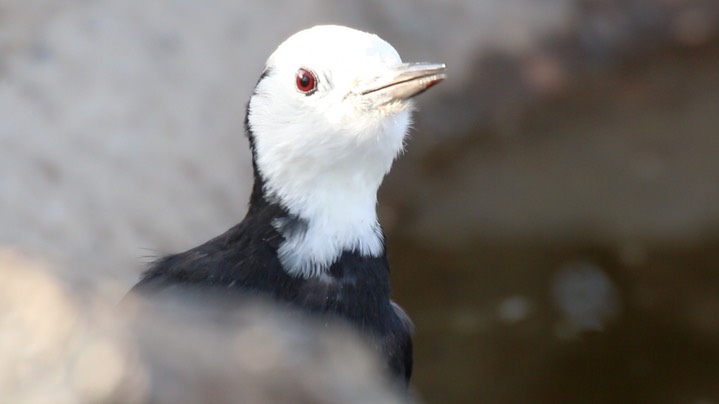 Woodpecker, White-headed (Oregon) 7