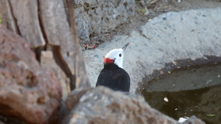 Woodpecker, White-headed (Oregon) 5