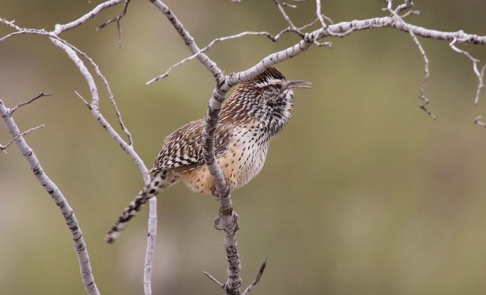 Wren, Cactus - Campylorhynchus brunneicapillus - Tucson, Arizona