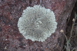 Xanthoparmelia (possibly) cumberlandia, Sawmill Canyon, 6-4