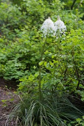 Xerophyllum tenax3