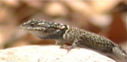 Yarrow's Spiny Lizard 1