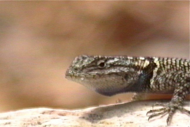 Yarrow's Spiny Lizard 2