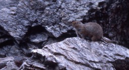 Yellow-bellied Marmot391