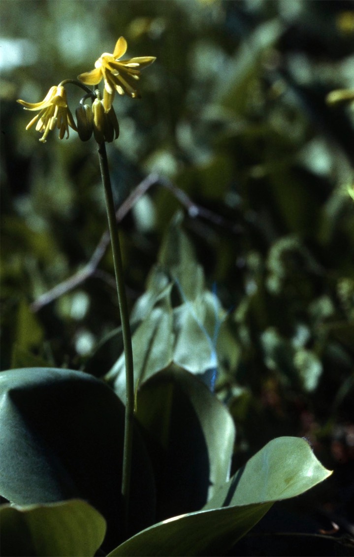 Yellow Clintonia625