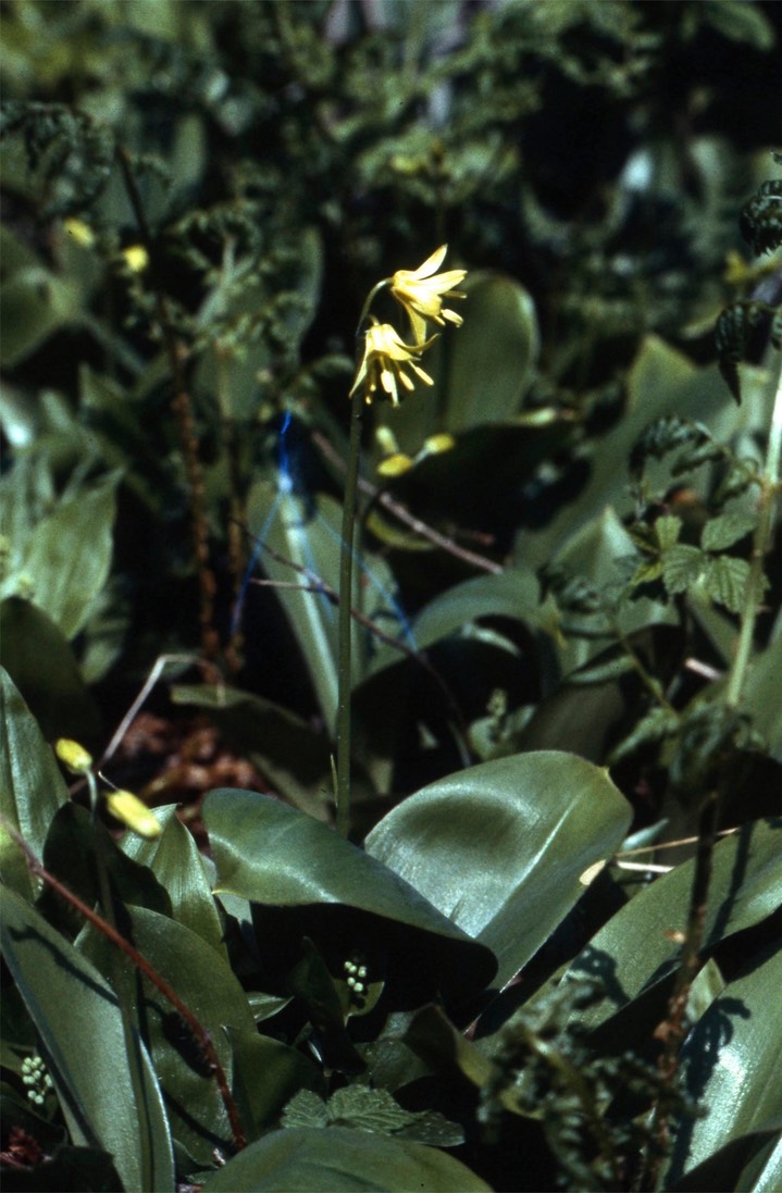 Yellow Clintonia630