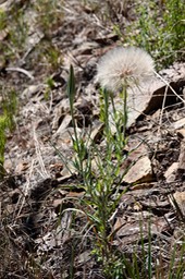 Yellow Salsify, Tragopogon dubius063019a