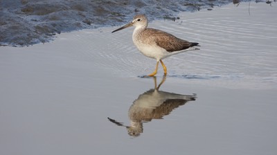 Yellowlegs, Greater - Baja California Sur 1