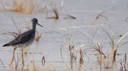 Yellowlegs, Greater - Kansas 2022 6