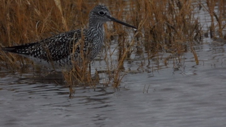 Yellowlegs, Greater - Kansas 2022 3