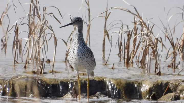 Yellowlegs, Greater - Kansas 2022 4