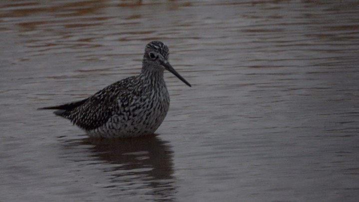 Yellowlegs, Greater - Kansas 2022 2