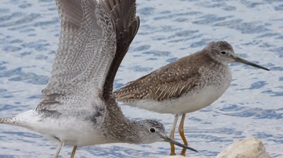 Yellowlegs, Greater (Baja) b