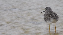 Yellowlegs, Lesser - Kansas 2022 3