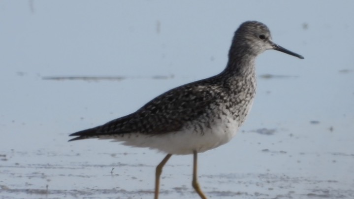 Yellowlegs, Lesser - Kansas 2022 1