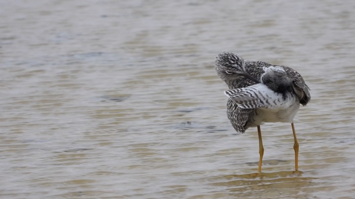 Yellowlegs, Lesser - Kansas 2022 6