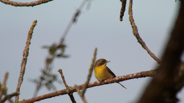 Yellowthroat, Common (Washington) 3