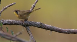 Yellowthroate, Common (Washington)