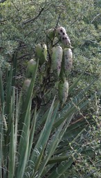 Yucca baccata, Banana Yucca, Hillsboro Peak Trail, Black Range