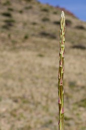 Yucca elata, Soaptree Yucca 4-27d