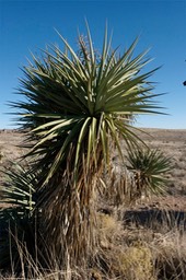 Yucca torreyi1