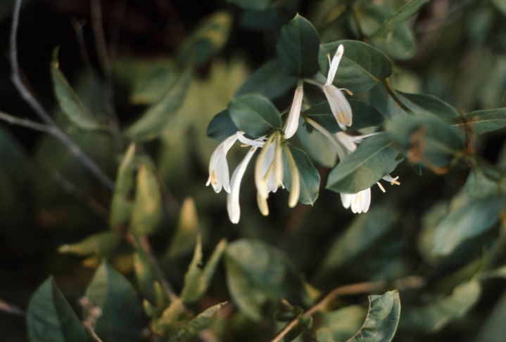 1975 Honeysuckle 313