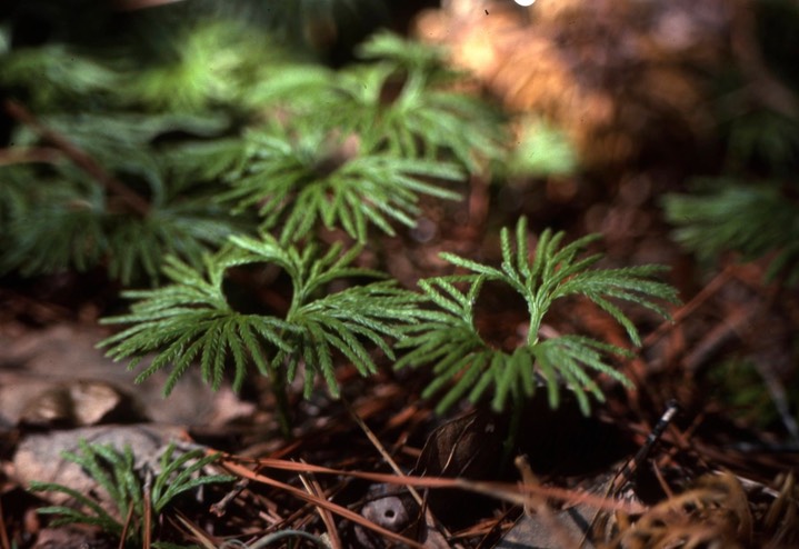 1976 Ground-Cedar Calvert Cliffs, MD039