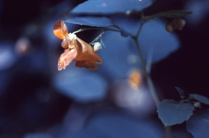 1976 Jewelweed Impatiens 328