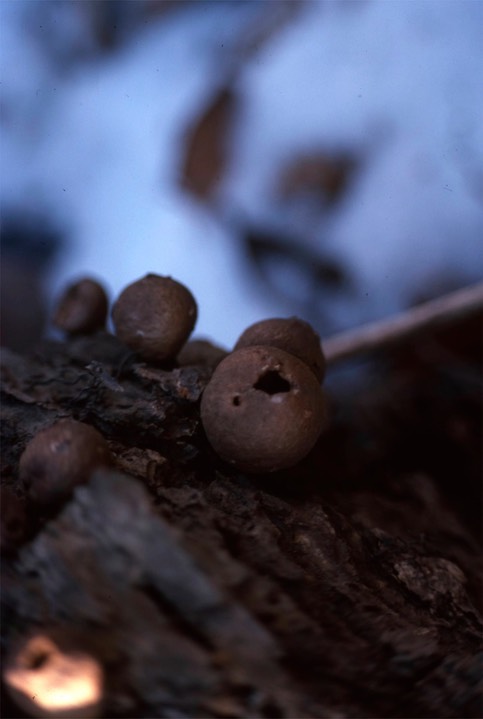 1977 - Puffballs  Mile 44 on he C&O Canal, MD 055